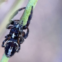 Sandalodes scopifer at Dryandra St Woodland - 25 Feb 2024