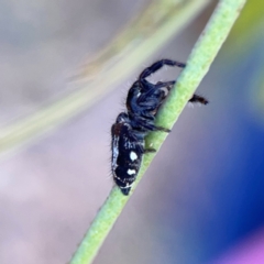 Sandalodes scopifer at Dryandra St Woodland - 25 Feb 2024 05:09 PM