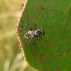 Unidentified True fly (Diptera) at Broken Dam, NSW - 21 Feb 2024 by HelenCross