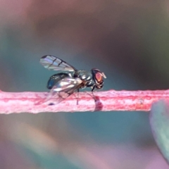 Platystomatidae (family) (Unidentified signal fly) at O'Connor, ACT - 25 Feb 2024 by Hejor1