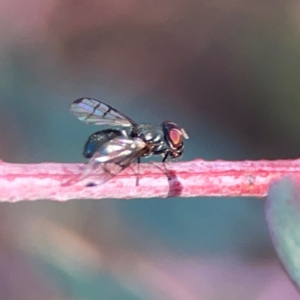 Platystomatidae (family) at Dryandra St Woodland - 25 Feb 2024 05:14 PM