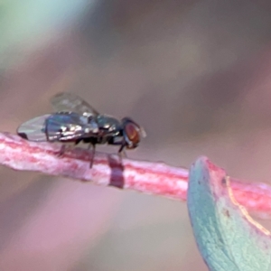 Platystomatidae (family) at Dryandra St Woodland - 25 Feb 2024 05:14 PM