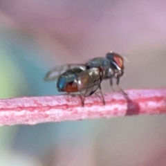 Platystomatidae (family) at Dryandra St Woodland - 25 Feb 2024