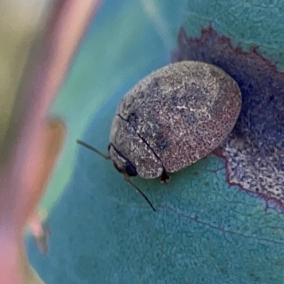 Trachymela sp. (genus) (Brown button beetle) at O'Connor, ACT - 25 Feb 2024 by Hejor1