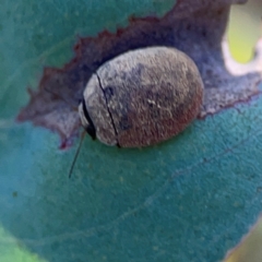 Trachymela sp. (genus) at Dryandra St Woodland - 25 Feb 2024