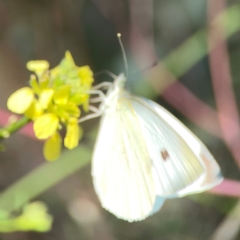 Pieris rapae (Cabbage White) at Dryandra St Woodland - 25 Feb 2024 by Hejor1