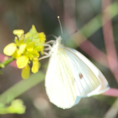 Pieris rapae (Cabbage White) at Dryandra St Woodland - 25 Feb 2024 by Hejor1