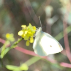 Pieris rapae at Dryandra St Woodland - 25 Feb 2024