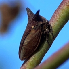 Ceraon vitta (Treehopper) at Dryandra St Woodland - 25 Feb 2024 by Hejor1