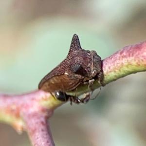 Ceraon vitta at Dryandra St Woodland - 25 Feb 2024