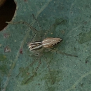 Oxyopes sp. (genus) at Dryandra St Woodland - 25 Feb 2024 05:19 PM