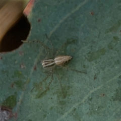 Oxyopes sp. (genus) at Dryandra St Woodland - 25 Feb 2024 05:19 PM