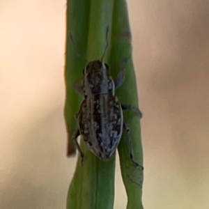 Naupactus leucoloma at Dryandra St Woodland - 25 Feb 2024