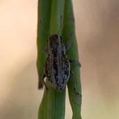 Naupactus leucoloma (White-fringed weevil) at O'Connor, ACT - 25 Feb 2024 by Hejor1