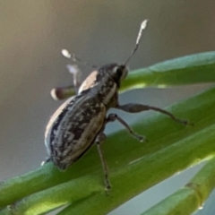 Naupactus leucoloma at Dryandra St Woodland - 25 Feb 2024