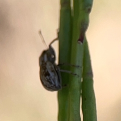 Naupactus leucoloma at Dryandra St Woodland - 25 Feb 2024