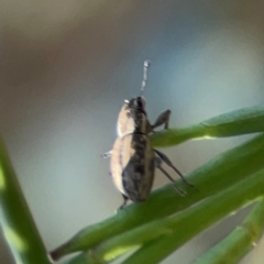 Naupactus leucoloma at Dryandra St Woodland - 25 Feb 2024