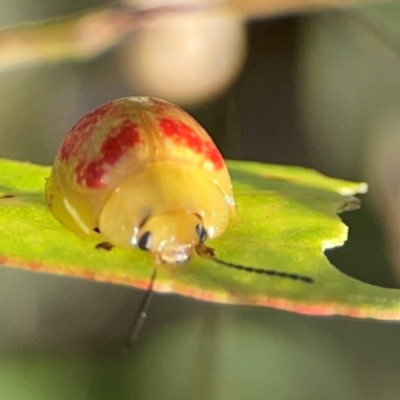 Paropsisterna fastidiosa (Eucalyptus leaf beetle) at Dryandra St Woodland - 25 Feb 2024 by Hejor1