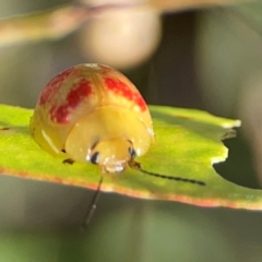 Paropsisterna fastidiosa (Eucalyptus leaf beetle) at O'Connor, ACT - 25 Feb 2024 by Hejor1