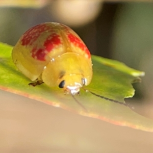 Paropsisterna fastidiosa at Dryandra St Woodland - 25 Feb 2024