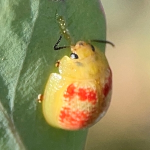 Paropsisterna fastidiosa at Dryandra St Woodland - 25 Feb 2024