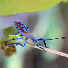 Amorbus sp. (genus) (Eucalyptus Tip bug) at Dryandra St Woodland - 25 Feb 2024 by Hejor1