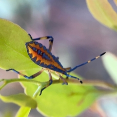 Amorbus sp. (genus) at Dryandra St Woodland - 25 Feb 2024