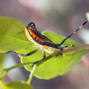 Amorbus sp. (genus) at Dryandra St Woodland - 25 Feb 2024