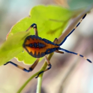 Amorbus sp. (genus) at Dryandra St Woodland - 25 Feb 2024