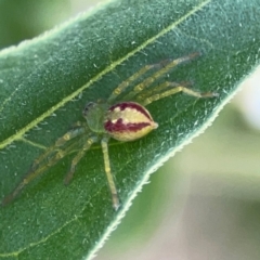 Lehtinelagia sp. (genus) (Flower Spider or Crab Spider) at O'Connor, ACT - 25 Feb 2024 by Hejor1