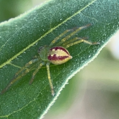 Lehtinelagia sp. (genus) (Flower Spider or Crab Spider) at O'Connor, ACT - 25 Feb 2024 by Hejor1