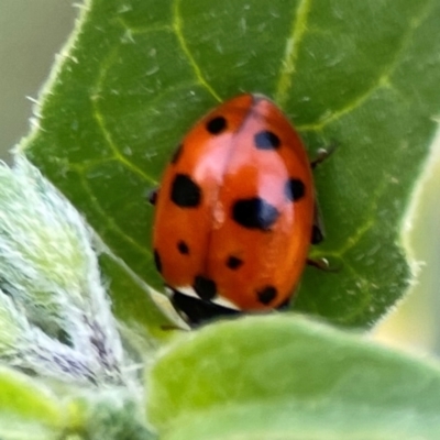 Hippodamia variegata (Spotted Amber Ladybird) at O'Connor, ACT - 25 Feb 2024 by Hejor1