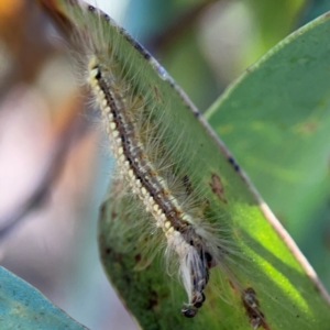 Uraba lugens at Dryandra St Woodland - 25 Feb 2024