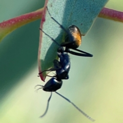 Camponotus aeneopilosus (A Golden-tailed sugar ant) at Dryandra St Woodland - 25 Feb 2024 by Hejor1