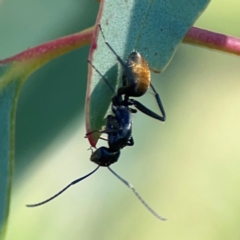 Camponotus aeneopilosus at Dryandra St Woodland - 25 Feb 2024