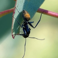 Camponotus aeneopilosus at Dryandra St Woodland - 25 Feb 2024 05:27 PM