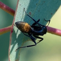 Camponotus aeneopilosus at Dryandra St Woodland - 25 Feb 2024 05:27 PM