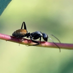 Camponotus aeneopilosus at Dryandra St Woodland - 25 Feb 2024