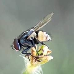 Musca vetustissima (Bush Fly) at Dryandra St Woodland - 25 Feb 2024 by Hejor1