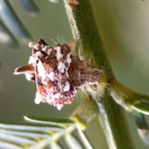 Chrysopidae (family) at Dryandra St Woodland - 25 Feb 2024