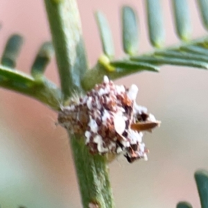 Chrysopidae (family) at Dryandra St Woodland - 25 Feb 2024