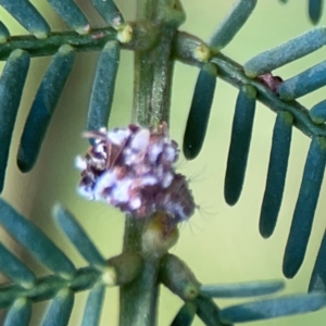 Chrysopidae (family) at Dryandra St Woodland - 25 Feb 2024