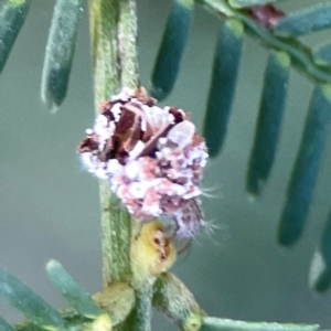 Chrysopidae (family) at Dryandra St Woodland - 25 Feb 2024