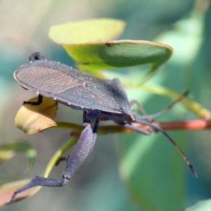 Amorbus alternatus at Dryandra St Woodland - 25 Feb 2024