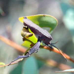 Amorbus alternatus at Dryandra St Woodland - 25 Feb 2024