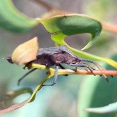 Amorbus alternatus at Dryandra St Woodland - 25 Feb 2024 05:29 PM