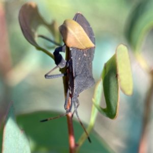 Amorbus alternatus at Dryandra St Woodland - 25 Feb 2024