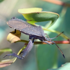 Amorbus alternatus at Dryandra St Woodland - 25 Feb 2024 05:29 PM