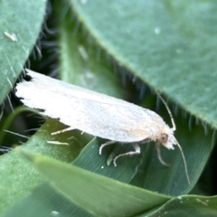 Tortricinae (subfamily) (A tortrix moth) at O'Connor, ACT - 25 Feb 2024 by Hejor1