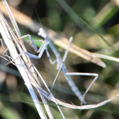 Archimantis sp. (genus) (Large Brown Mantis) at Dryandra St Woodland - 25 Feb 2024 by Hejor1